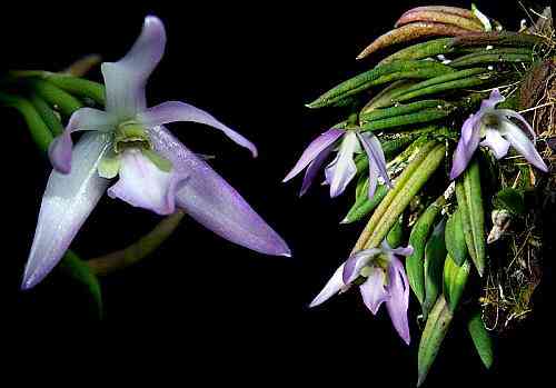 Leptotes unicolor